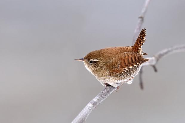 The Silence of a Wren