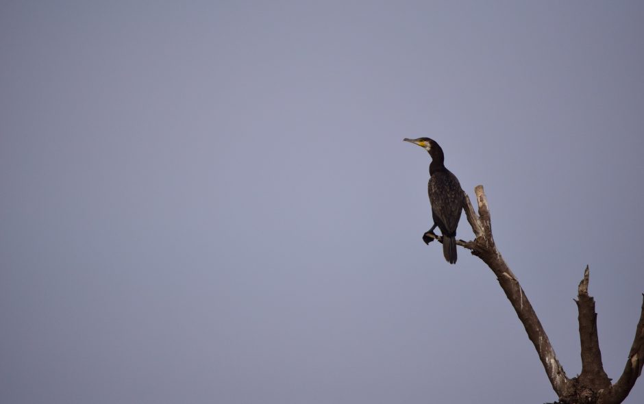 Cormorant Watching