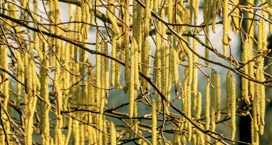 Yellow Catkins