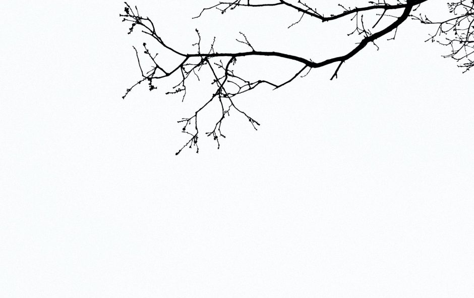 Twig and Cosmos